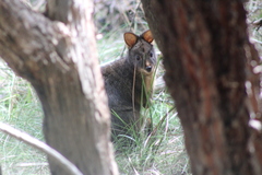 Thylogale billardierii