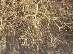 Fagonia laevis