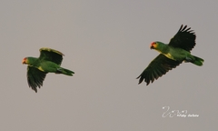 Amazona autumnalis