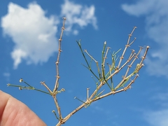 Fagonia laevis