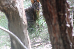 Thylogale billardierii