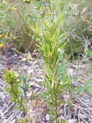 Leucopogon australis