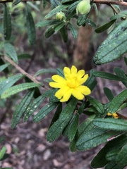 Hibbertia furfuracea
