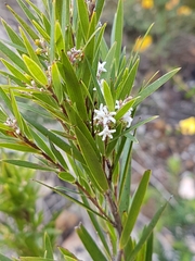 Leucopogon australis