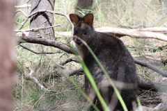 Thylogale billardierii