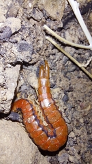 Scolopendrinae