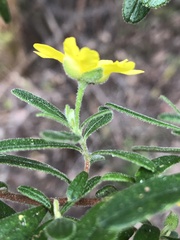 Hibbertia furfuracea
