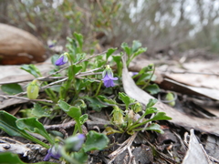 Viola sieberiana