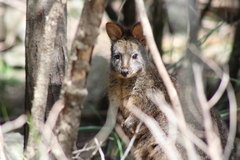 Thylogale billardierii