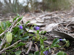 Viola sieberiana