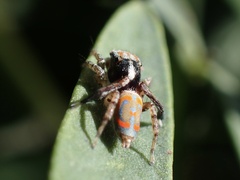 Maratus literatus