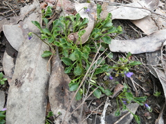 Viola sieberiana