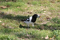Cracticus nigrogularis