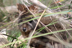 Thylogale billardierii