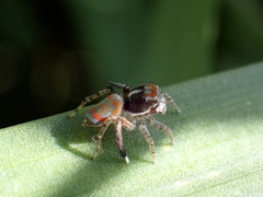 Maratus literatus