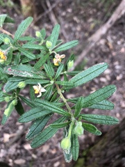 Hibbertia furfuracea