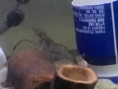 Macrobrachium nipponense