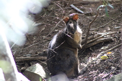 Thylogale billardierii