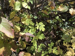 Thalictrum venulosum