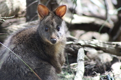 Thylogale billardierii