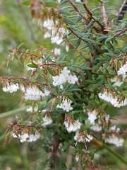 Leucopogon