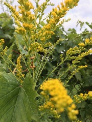 Solidago altissima