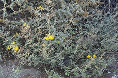 Senna covesii