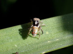 Maratus literatus