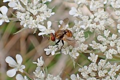 Gymnoclytia
