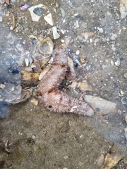 Holothuria pardalis