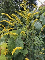Solidago altissima