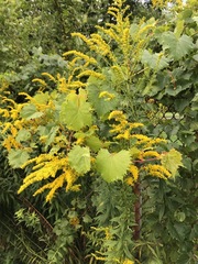 Solidago altissima