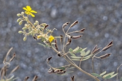 Senna covesii