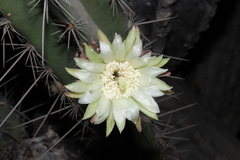Armatocereus cartwrightianus