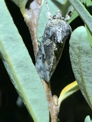 Autographa californica
