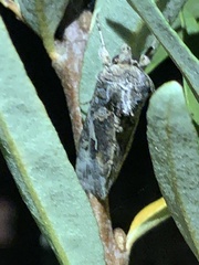 Autographa californica