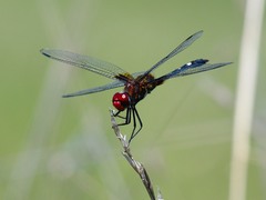 Dythemis fugax