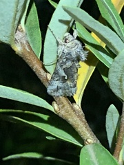 Autographa californica