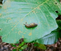 Parmarion