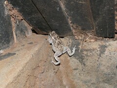 Sclerophrys garmani