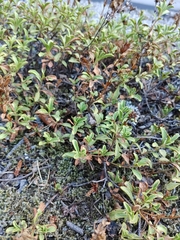 Penstemon davidsonii