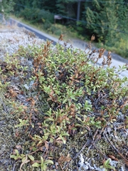 Penstemon davidsonii