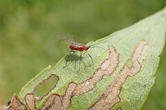 Uroleucon nigrotuberculatum