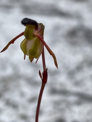 Caleana nigrita