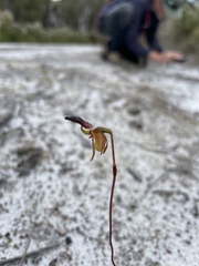 Caleana nigrita