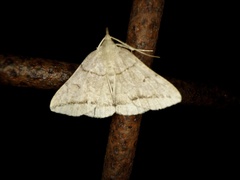 Zanclognatha griselda