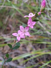 Boronia crenulata
