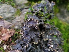 Peltigera praetextata