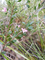 Boronia crenulata