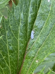 Coniopteryginae